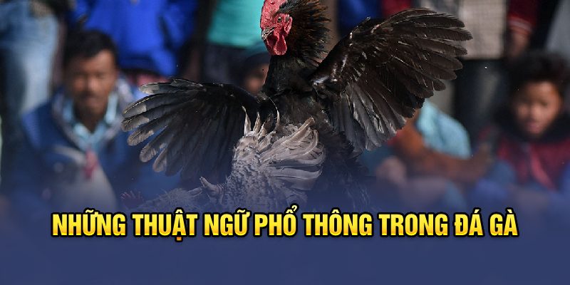 Những thuật ngữ phổ thông trong đá gà&nbsp;
